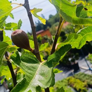 Ficus carica (Figovník obyčajný) ‘NOIRE DE CAROMB’ – výška 50–70 cm, kont. C2L